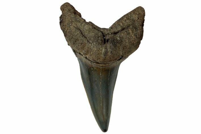 Rare, Fossil Shark (Parotodus) Tooth - South Carolina #313557